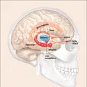 Le système limbique - crédits : Encyclopædia Universalis France