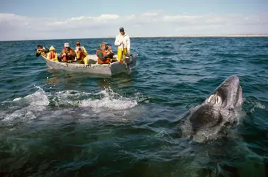 Écotourisme baleinier - crédits : Jeff Foott/ Stockbyte/ Getty Images