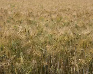 Une céréale : le seigle
 - crédits : O. Labusova/ Shutterstock