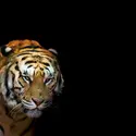 Le tigre, un chasseur nocturne - crédits : A. Izzotti/ Shutterstock