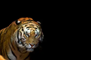 Le tigre, un chasseur nocturne - crédits : A. Izzotti/ Shutterstock