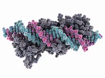 Une méganucléase complexée à de l’ADN - crédits : Laguna Design/ SPL/ AKG-images