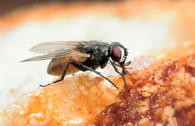 Mouche domestique - crédits : Yves Gladu/ Gamma-Rapho/ Getty Images