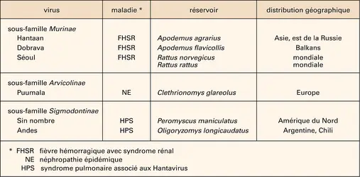 Hantavirus - crédits : Encyclopædia Universalis France