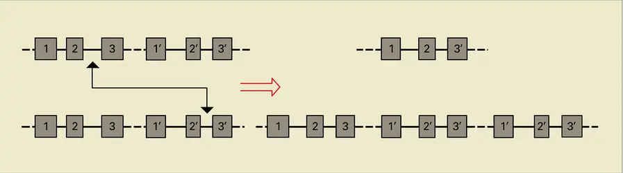 Crossing over entre deux gènes non alléliques - crédits : Encyclopædia Universalis France