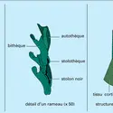 Dendrograptus - crédits : Encyclopædia Universalis France