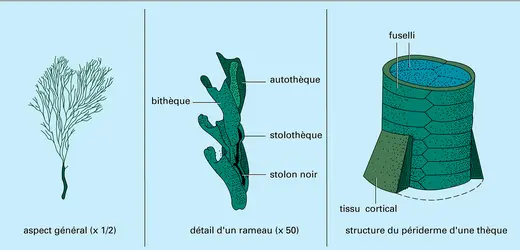 Dendrograptus - crédits : Encyclopædia Universalis France