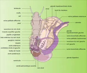 Calliostoma zizyphinum : appareils circulatoire et respiratoire - crédits : Encyclopædia Universalis France