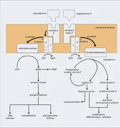 Transmission à la cellule d'une information par un signal hormonal - crédits : Encyclopædia Universalis France