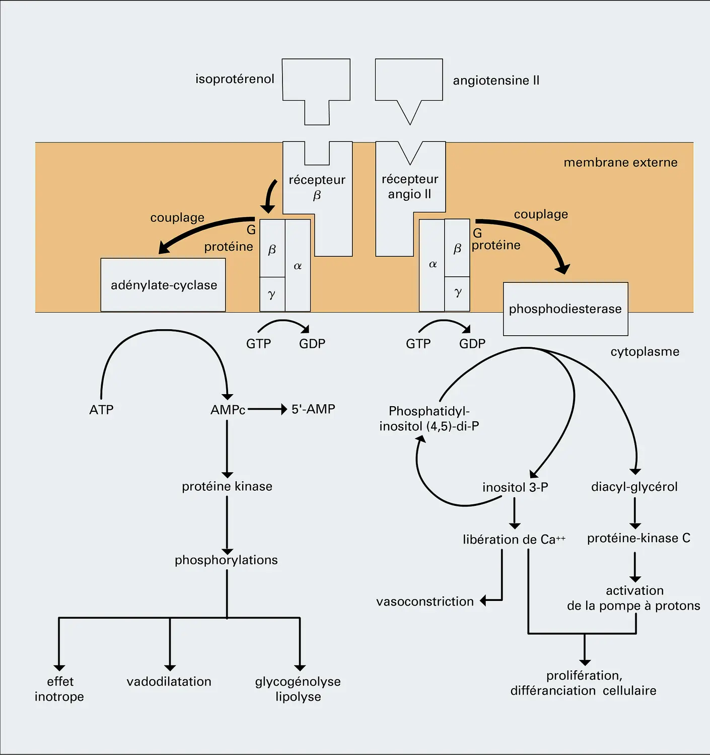 Transmission à la cellule d'une information par un signal hormonal