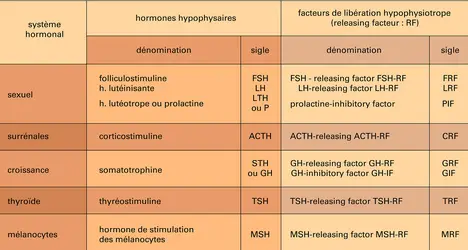 Facteurs de libération hypophysiotrope - crédits : Encyclopædia Universalis France