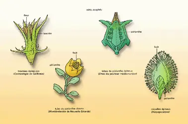 Polygonacées : série zoophile - crédits : Encyclopædia Universalis France