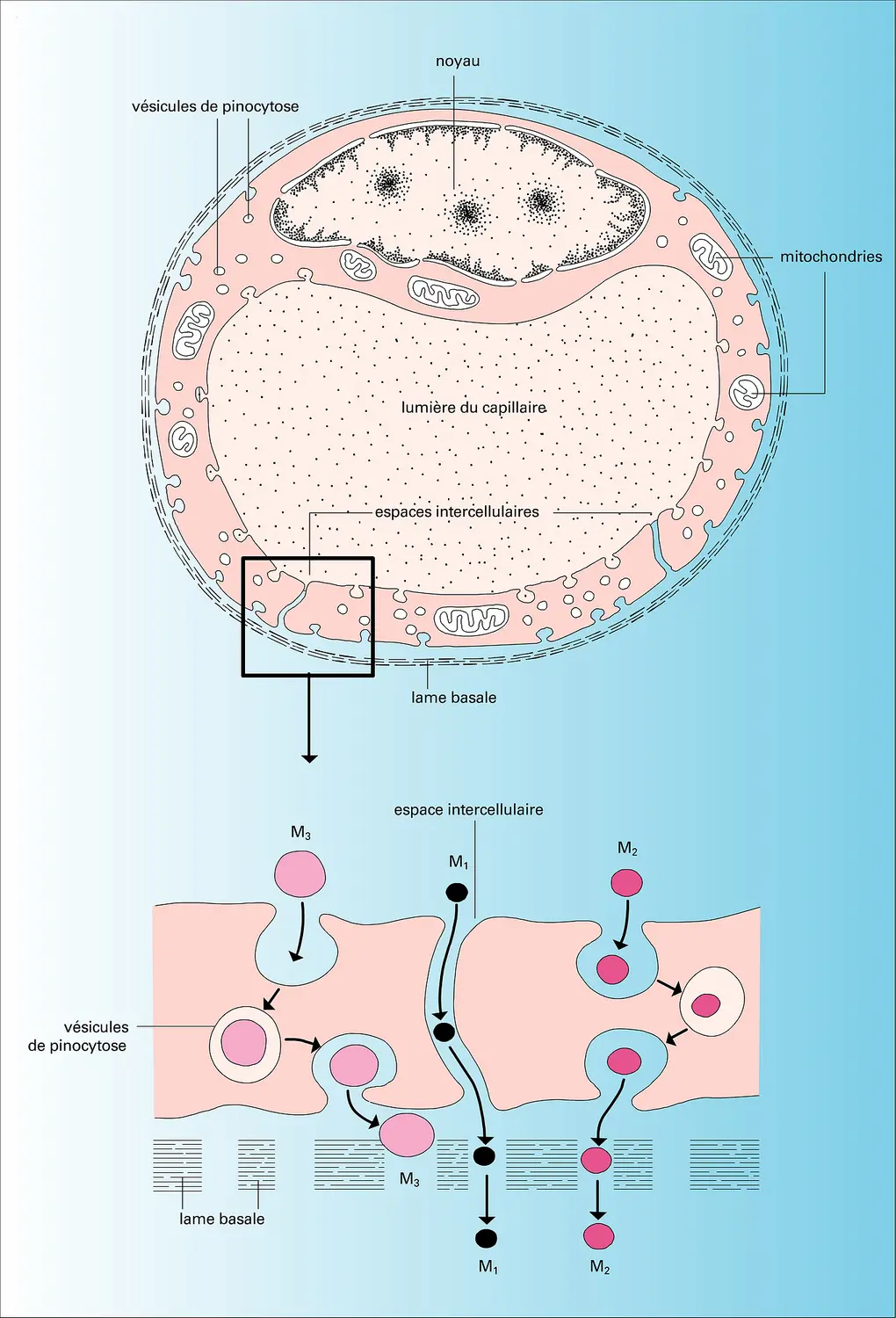 diagramme de la lame basale