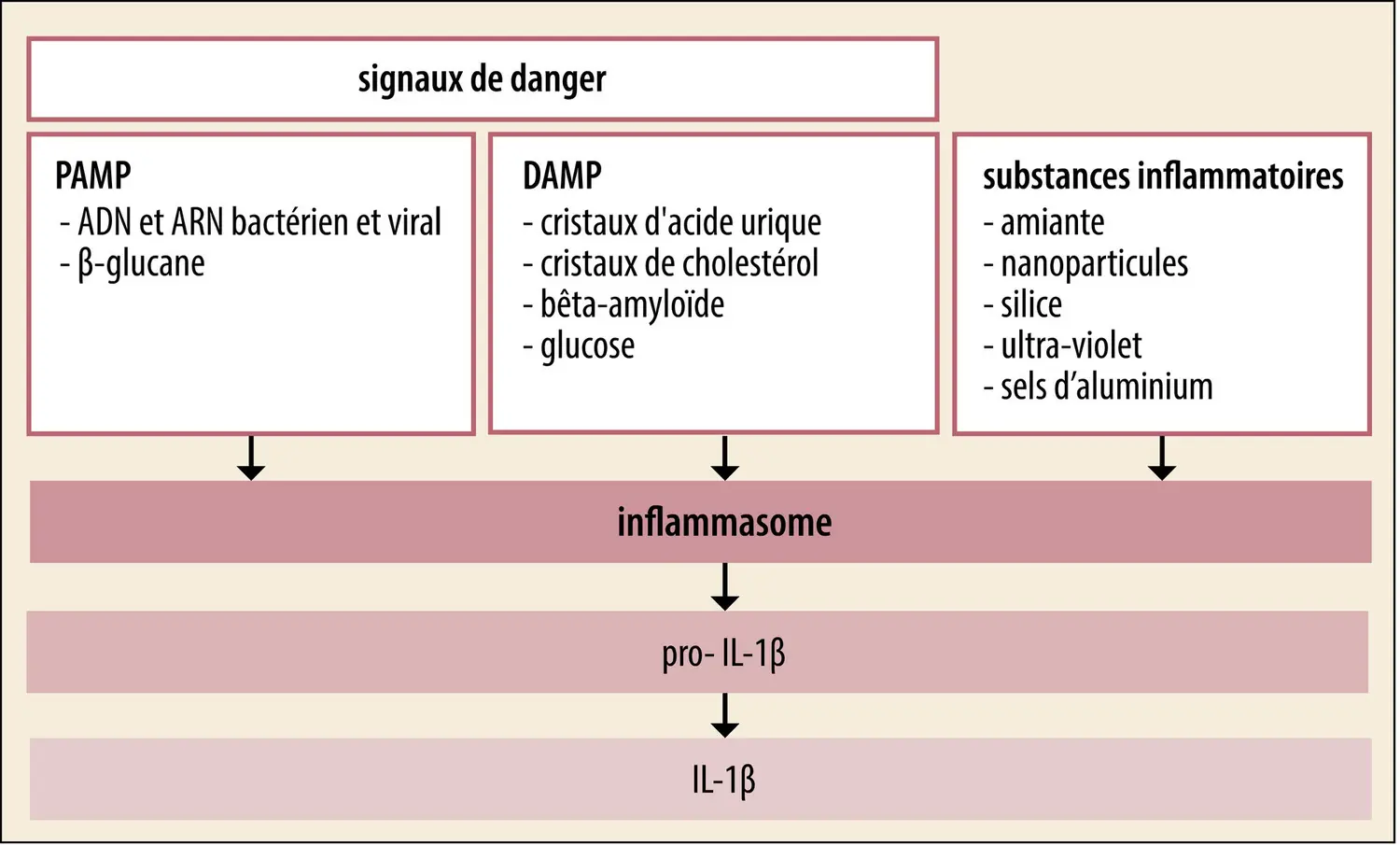 L’interleukine 1 au centre de la réaction inflammatoire.
