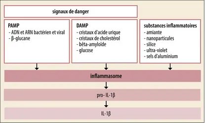 processus de réponse inflammatoire