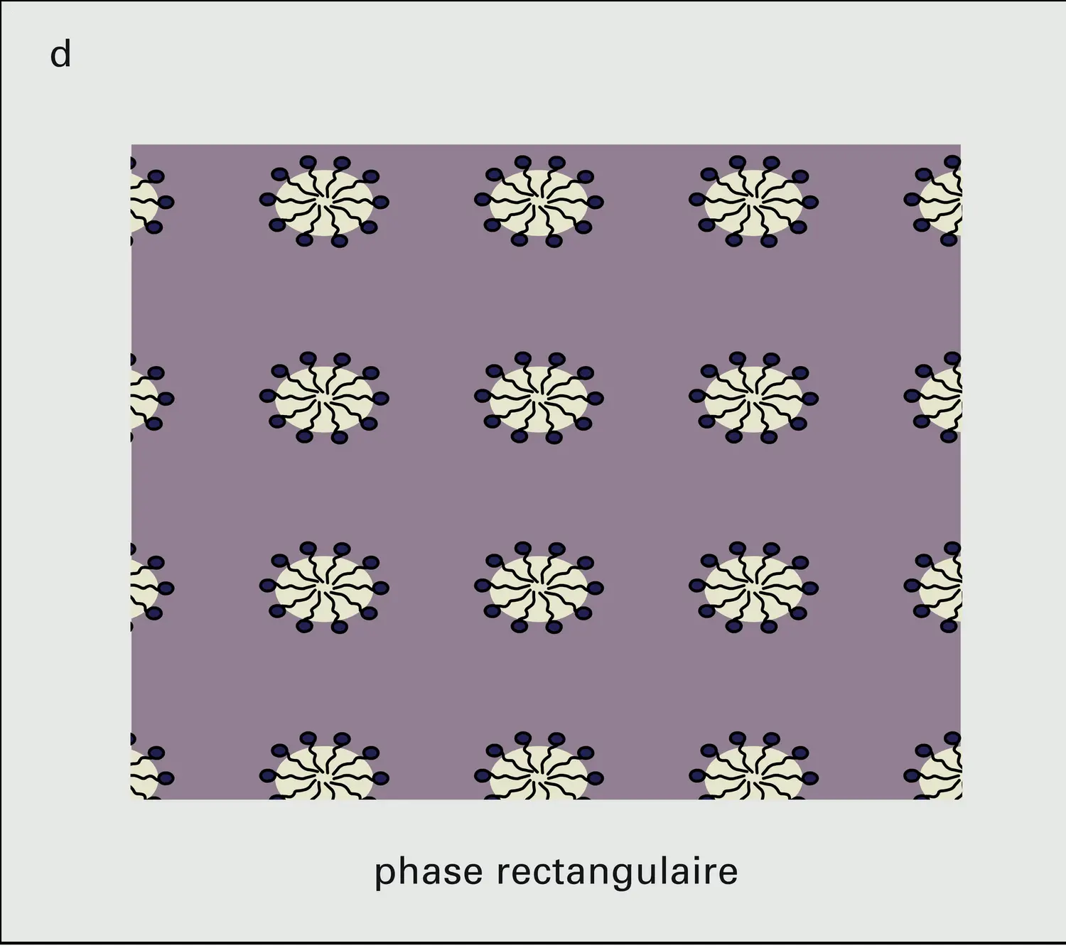 Principales phases de cristaux liquides lyotropes - vue 4