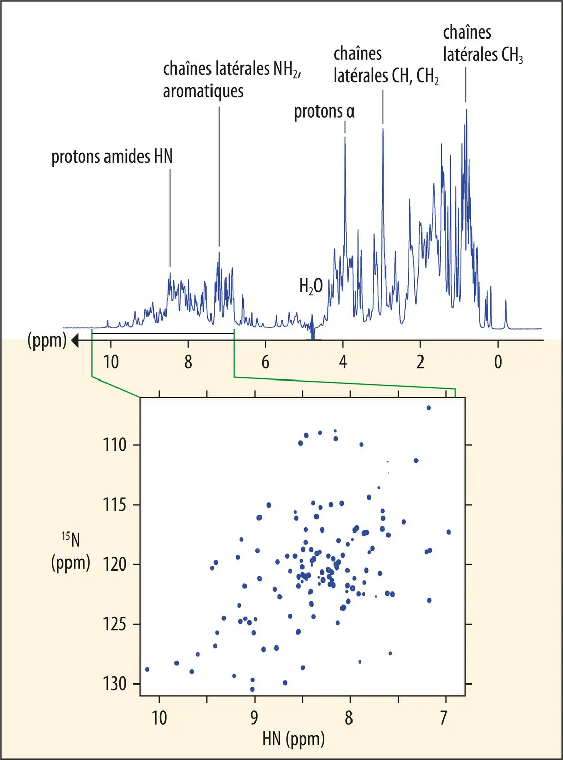 Spectres RMN 1D et 2D de protéine