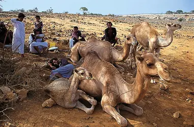 Nomadisme dans le Dhofar, Oman - crédits : Christian Sappa/ Gamma-Rapho/ Getty Images