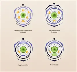 Orchidées : types floraux - crédits : Encyclopædia Universalis France