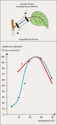 Température et vitesse de migration - crédits : Encyclopædia Universalis France