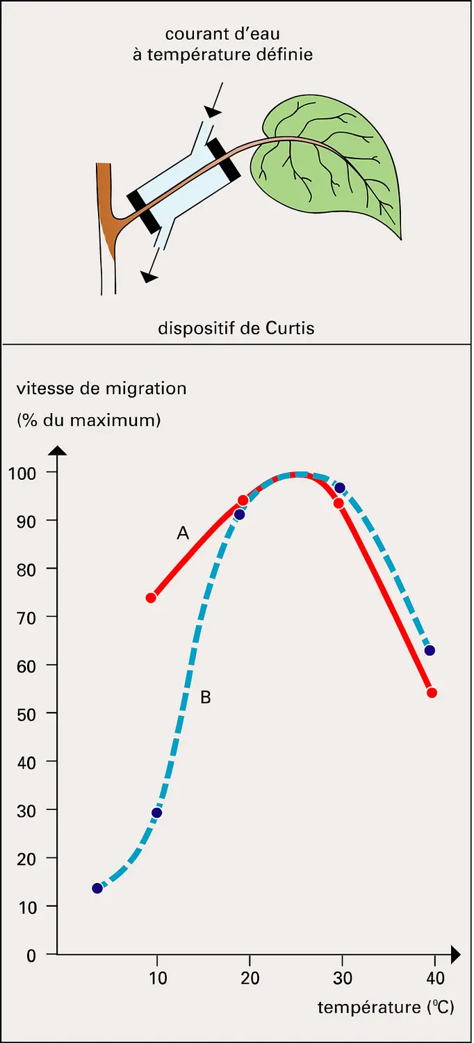 Température et vitesse de migration