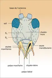 Mélanthrips : tête - crédits : Encyclopædia Universalis France