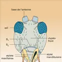 Mélanthrips : tête - crédits : Encyclopædia Universalis France