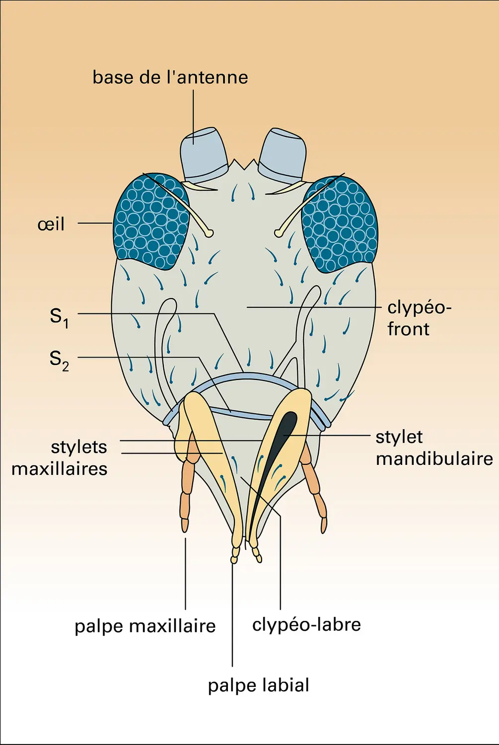 Mélanthrips : tête