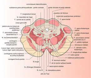 Mésencéphale de l'homme - crédits : Encyclopædia Universalis France