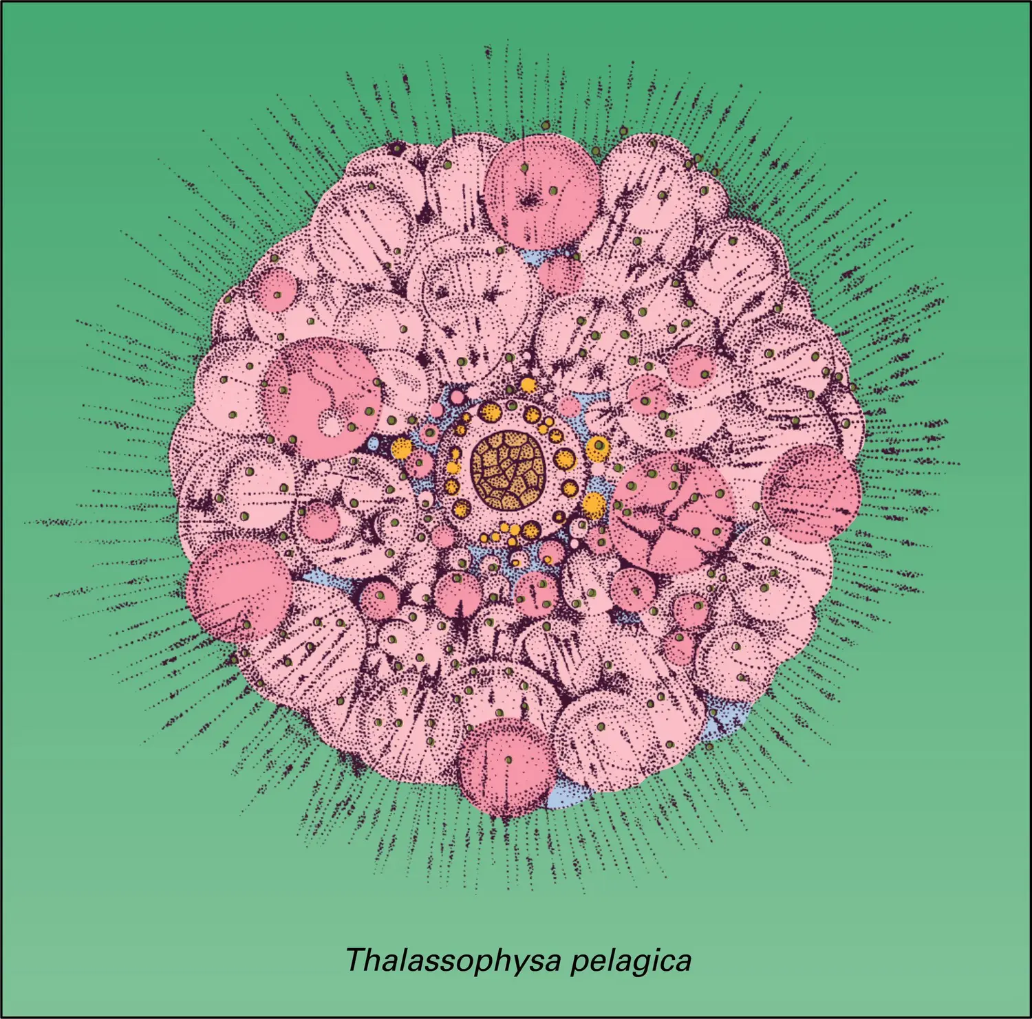 Radiolaires - vue 1