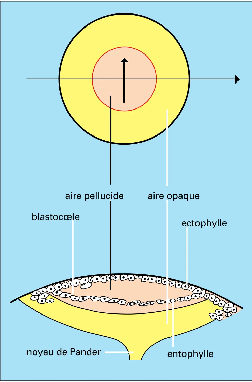 Œuf de poule - vue 2