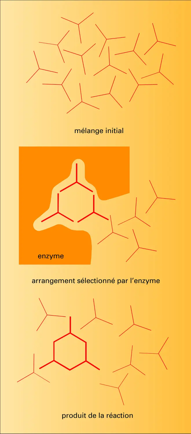 Catalyse enzymatique - vue 1