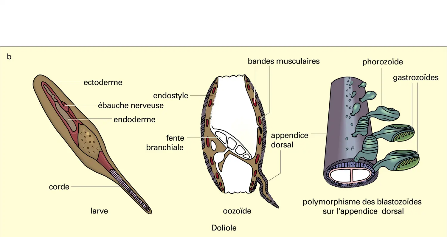 Thaliacées - vue 2