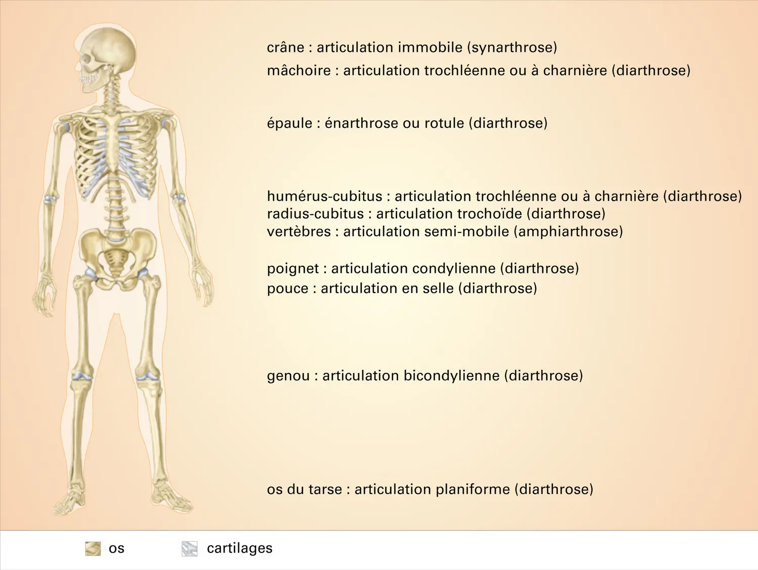 Les différentes classes d’articulations du squelette