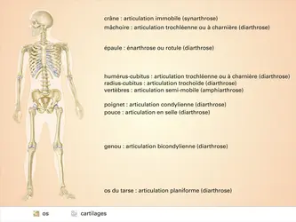 Les différentes classes d’articulations du squelette - crédits : Encyclopædia Universalis France