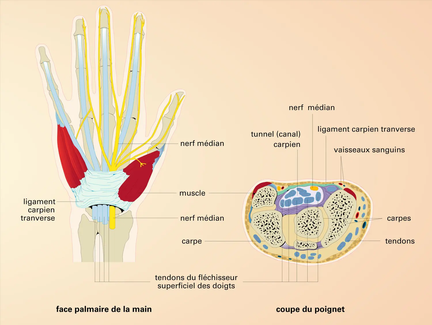 Rôle des muscles, tendons et ligaments