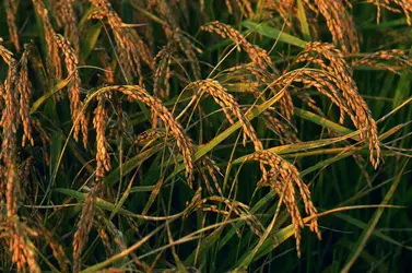 Riz (épis) - crédits : A. Vergani/ De Agostini/ Getty Images