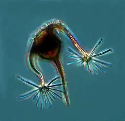 Dinoflagellé planctonique - crédits : J. Dolan/ CNRS, UPMC