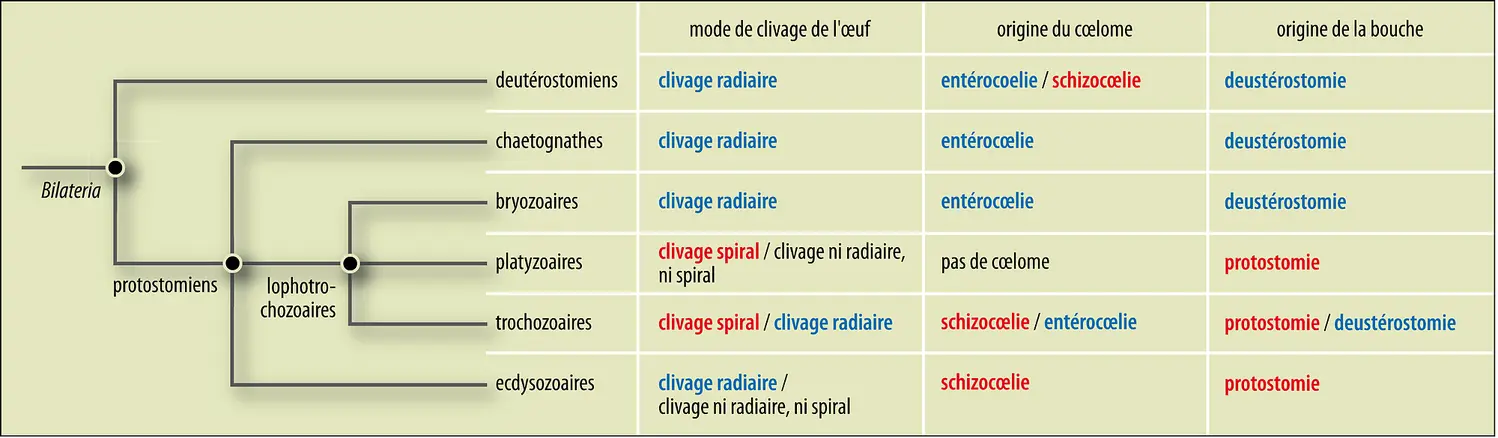 Phylogénie animale : caractères embryologiques et classification