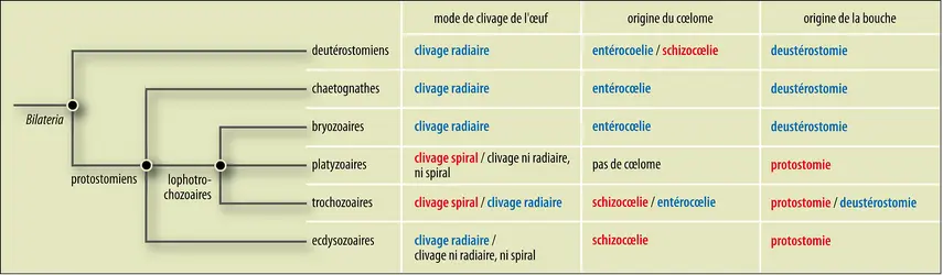 Phylogénie animale : caractères embryologiques et classification - crédits : Encyclopædia Universalis France