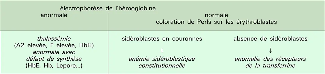 Anémie microcytaire normo- ou hypersidérémique - crédits : Encyclopædia Universalis France