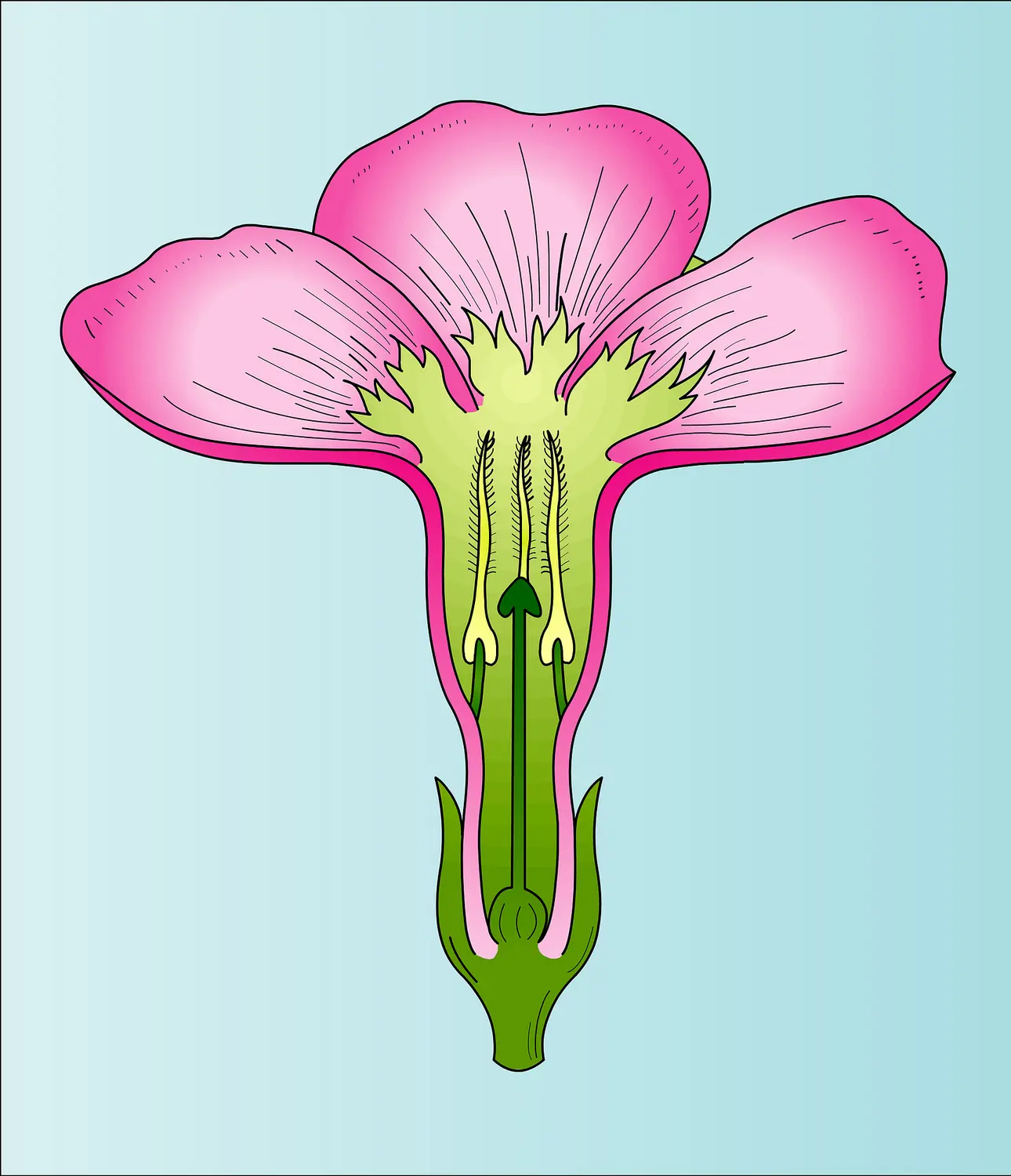 Nerium (fleur)