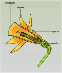 Narcissus pseudo-narcissus (fleur) - crédits : Encyclopædia Universalis France