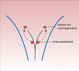 Lieu d'action des émétisants centraux - crédits : Encyclopædia Universalis France