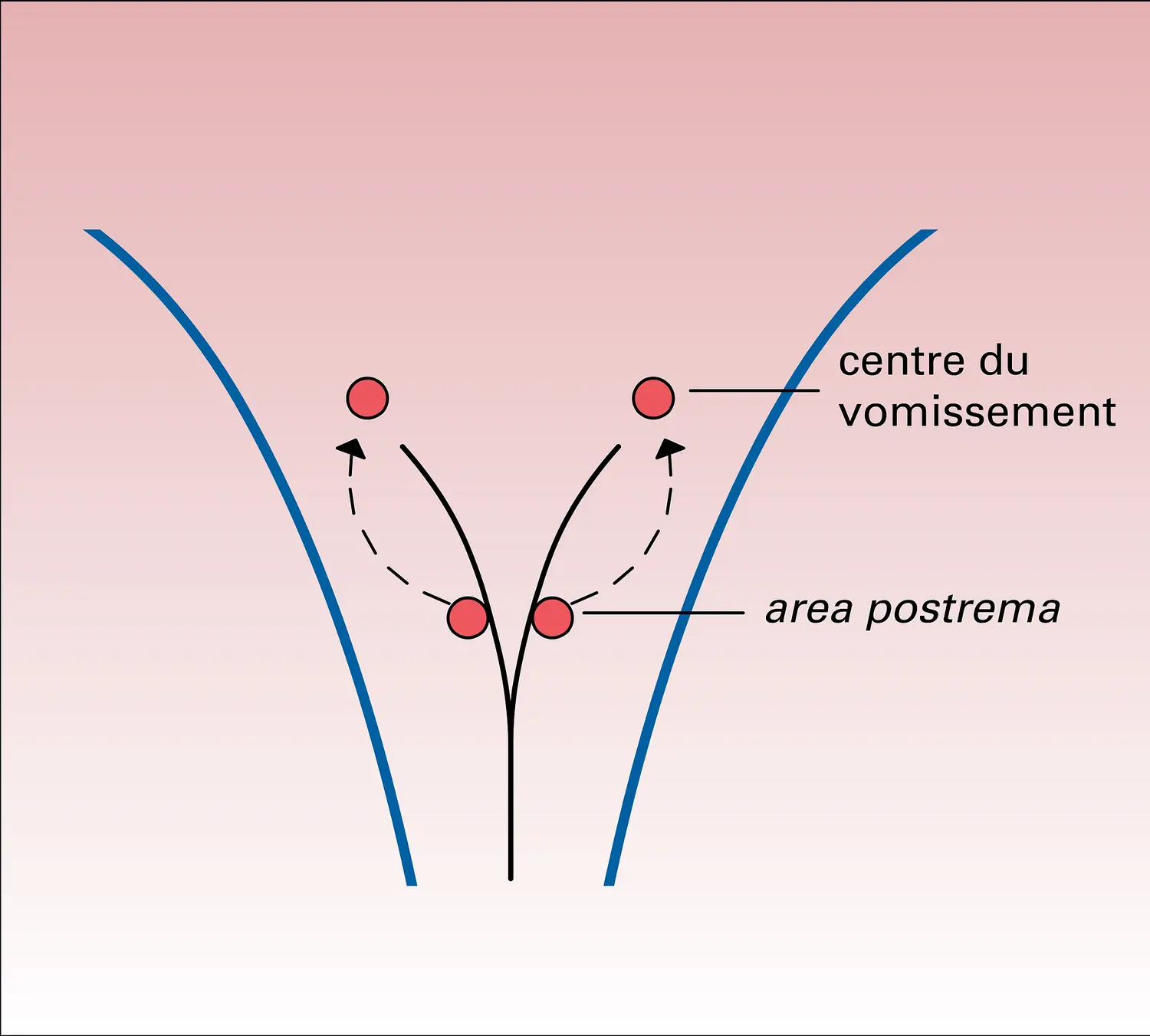 Lieu d'action des émétisants centraux