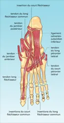 Pied : muscles - crédits : Encyclopædia Universalis France