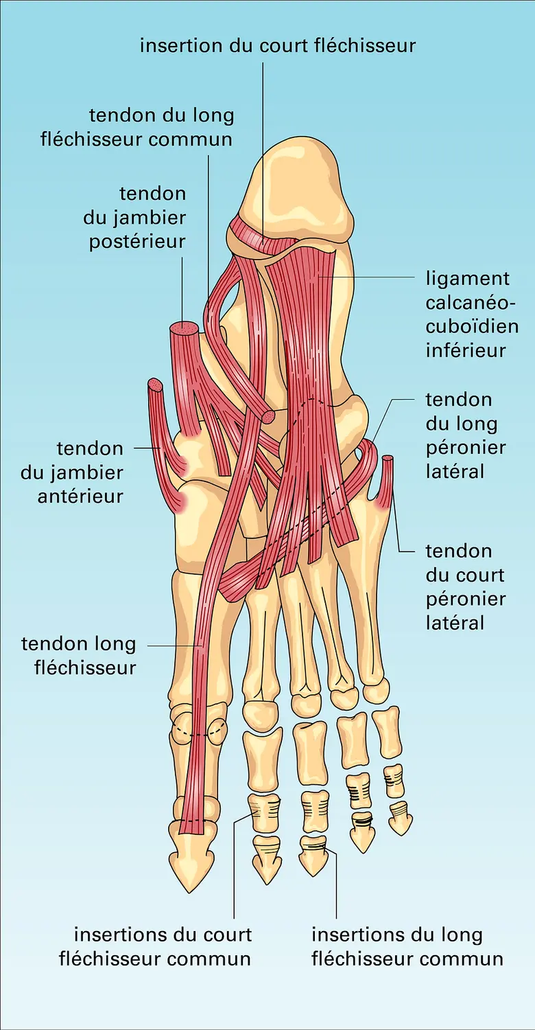 Pied : muscles