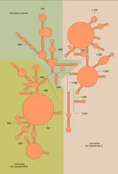 ARNr : structure primaire - crédits : Encyclopædia Universalis France