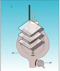 Cellules mécanoréceptrices du vestibule de l'oreille - crédits : Encyclopædia Universalis France
