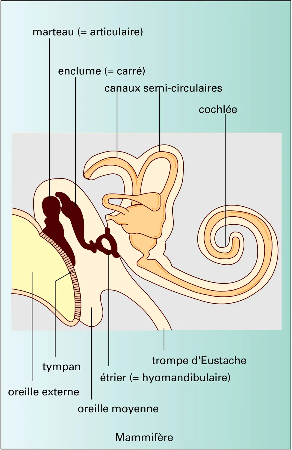 Poisson et Tétrapodes : squelette viscéral et oreille moyenne - vue 3